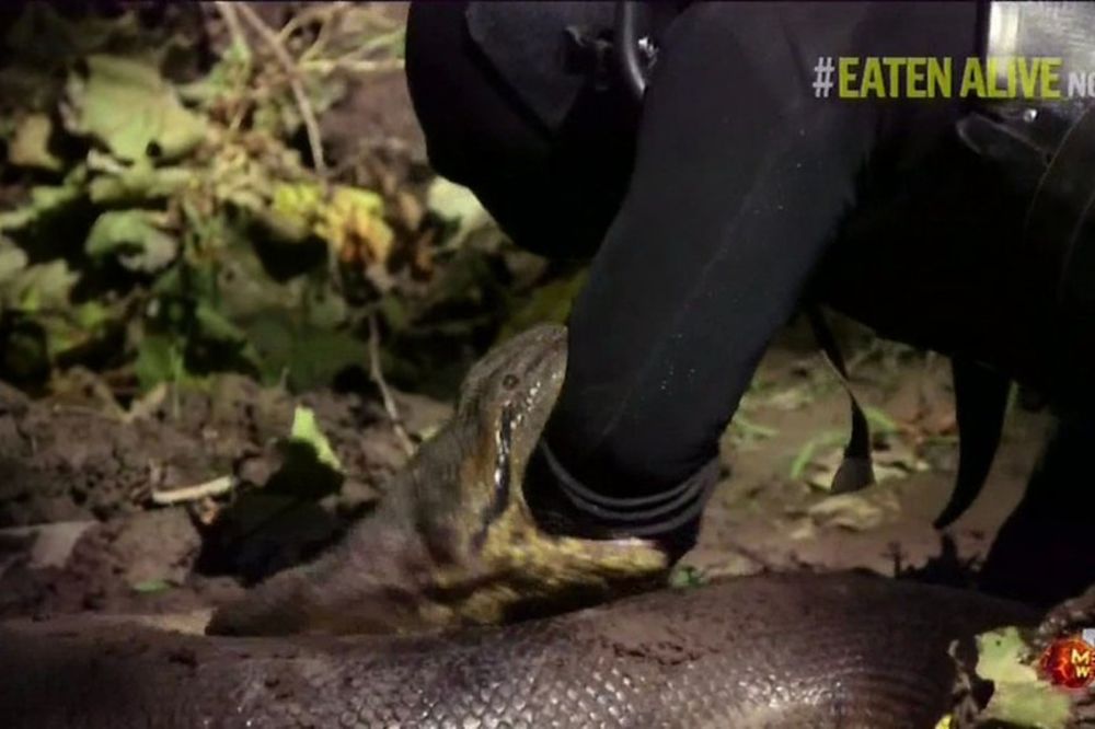 (FOTO I VIDEO) ON JE OBMANUO SVET: Nije ga pojela anakonda, progutala mu samo glavu!