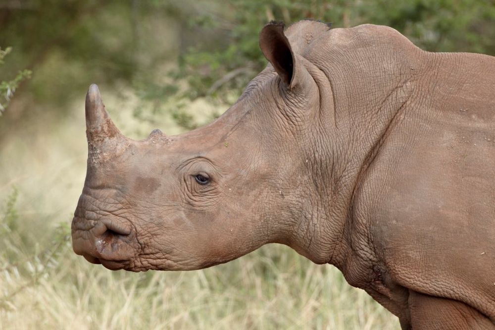 IZUMIRU: U svetu ostalo još samo 5 severnih belih nosoroga