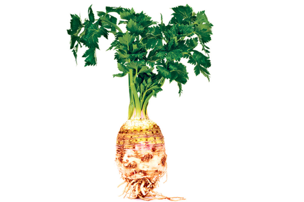 Celer smanjuje stres i čuva arterije