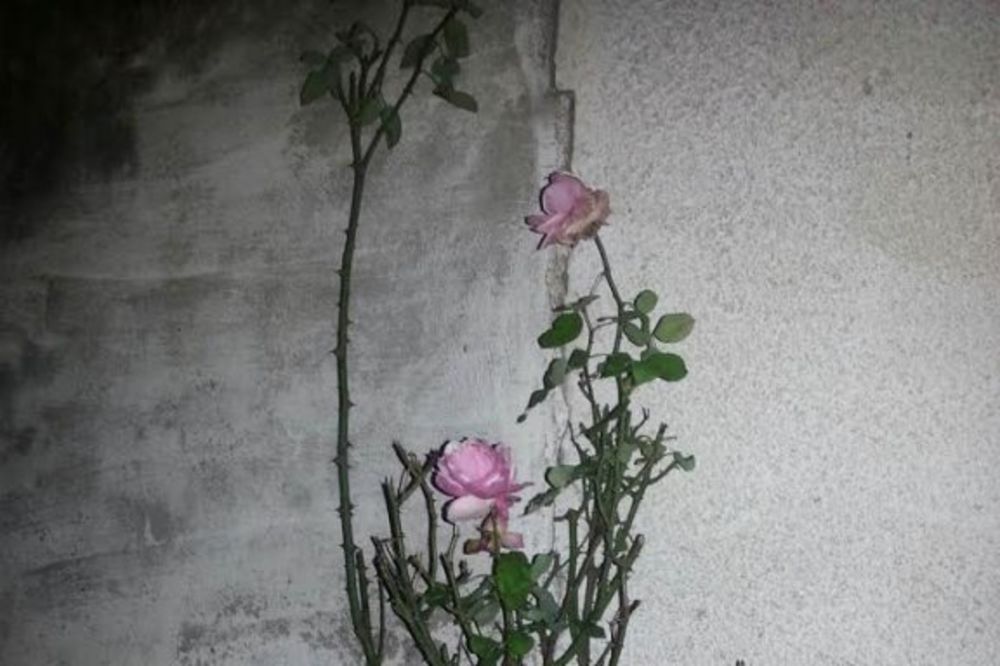 (FOTO) VEROVALI ILI NE: Na Vračaru ruže procvetale u decembru