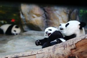 (VIDEO) Kako je izgledao susret porodice pandi nakon pet meseci razdvojenosti
