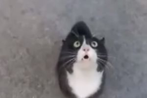 (VIDEO) ČUDO NEVIĐENO: Da li ova maca zaista peva hit Vitni Hjuston?!