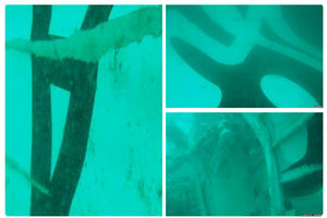 PRONAĐEN REP AVIONA: Objavljene prve slike "Er Azije" pod vodom