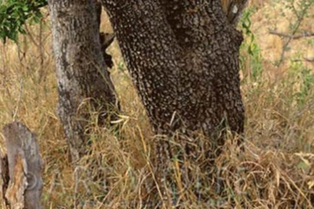 PROVERITE SVOJE SPOSOBNOSTI: Ako na ovoj fotografiji pronađete leoparda, svaka vam čast