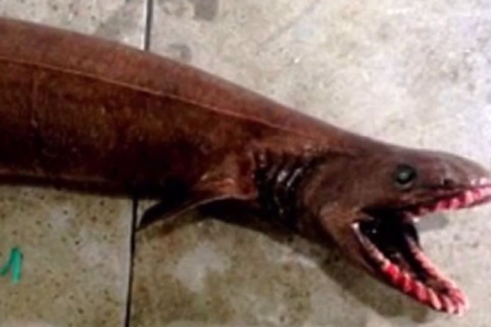 (VIDEO) AJKULA IZ DOBA JURE: Ribari u Australiji upecali čudovište sa 300 zuba!