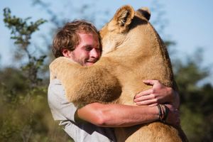 (VIDEO, FOTO) NE ZABORAVLJA: Lav zagrlio čoveka koji mu je spasao život