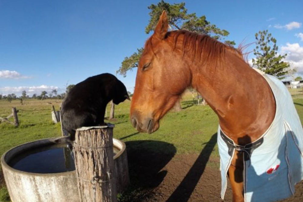 Jeste li ikada čuli za prijateljstvo između konja i mačka?