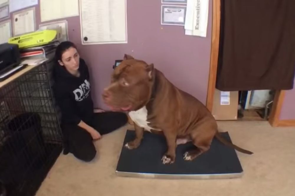 (VIDEO) PAS U TELU TELETA: Pitbul ima samo 17 meseci, a čak 78 kg!