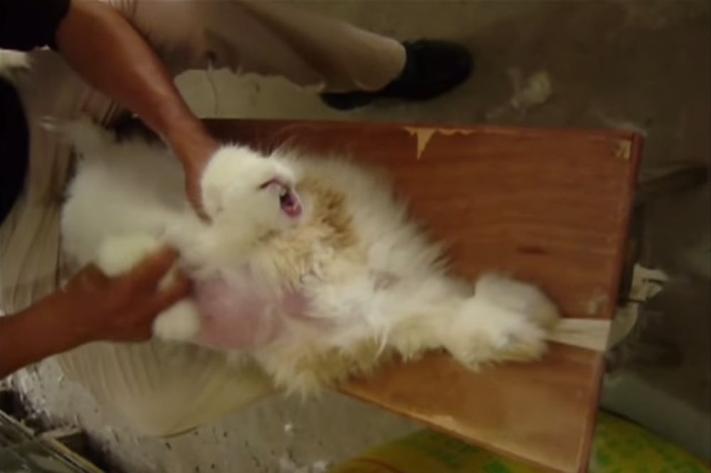 (UZNEMIRUJUĆI VIDEO) UŽAS: Kako se zlostavljaju zečevi na farmi zbog angora krzna!