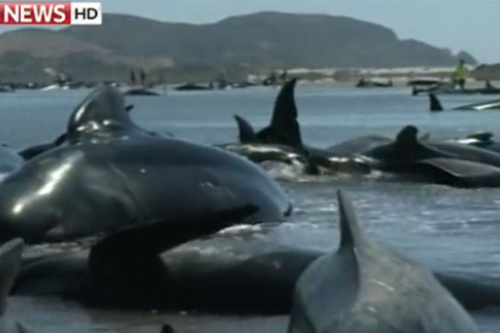 (VIDEO I FOTO) AGONIJA KRALJEVA OKEANA: 200 kitova nasukano na plaži, 24 već umrlo!