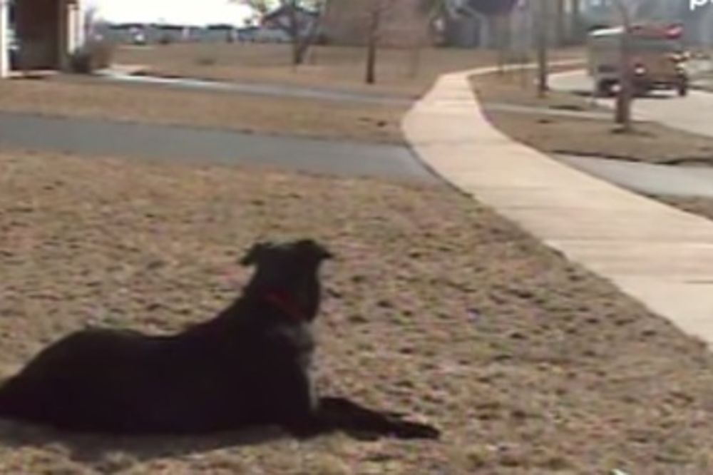 (VIDEO) Ovaj pas čeka autobus svakog dana, a razlog će vas oduševiti!