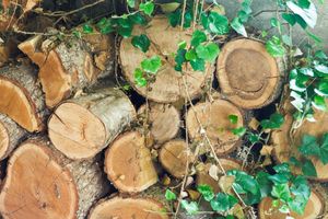 AKCIJA U KOŠUTNJAKU: Srbijašume seku rizična stabla