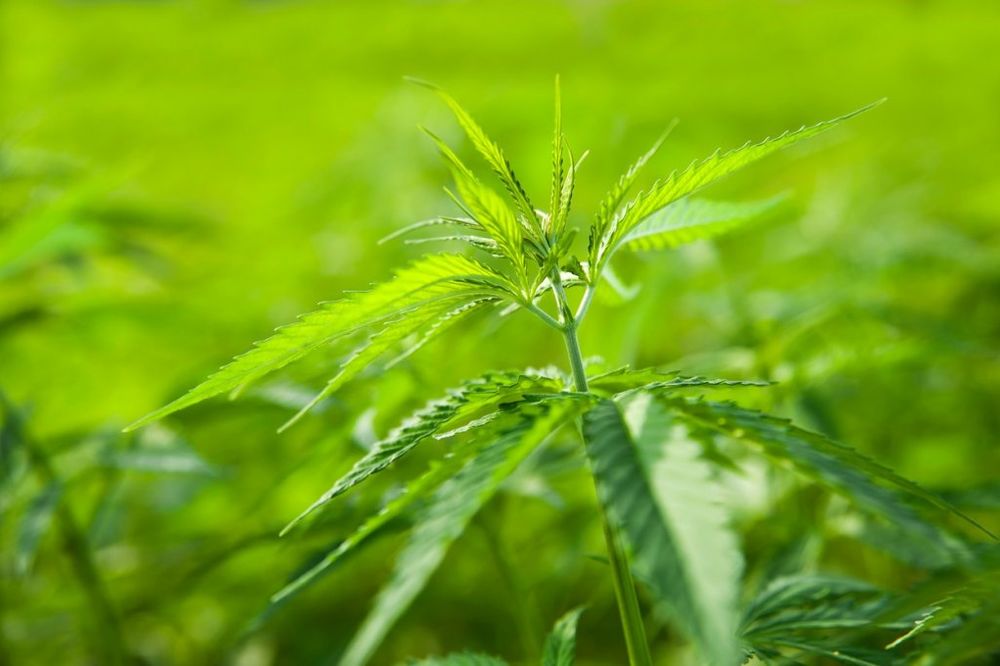 PRETRES: Policija pronašla više od 3,5 kilograma marihuane u kući u Zaječaru