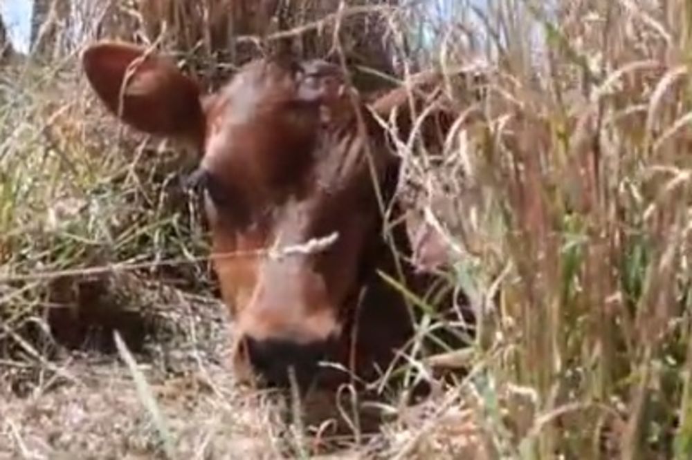 (VIDEO) DA TI SRCE PREPUKNE: Krava sakrila tele da ga farmer ne pronađe! Evo šta se posle dogodilo