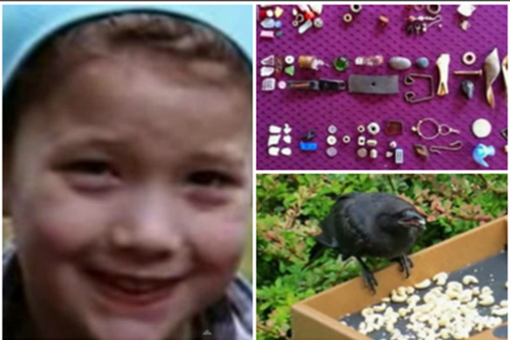 (VIDEO) Upoznajte devojčicu kojoj vrane donose poklone!