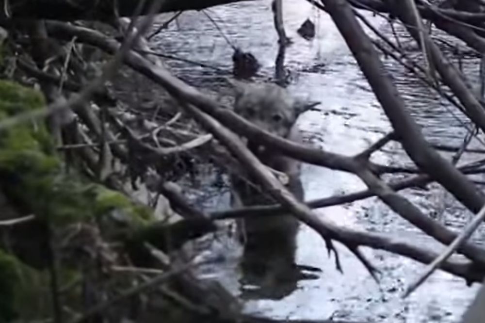 (VIDEO) Pronašli su vuka zarobljenog u ledenoj reci, a ono šta se desilo je neverovatno