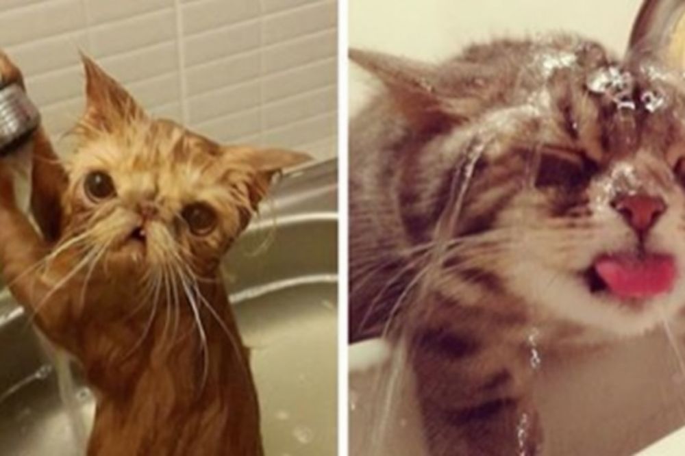 (FOTO) BUĆ BUĆ: Ko kaže da mačke ne vole vodu, ove žive za nju!