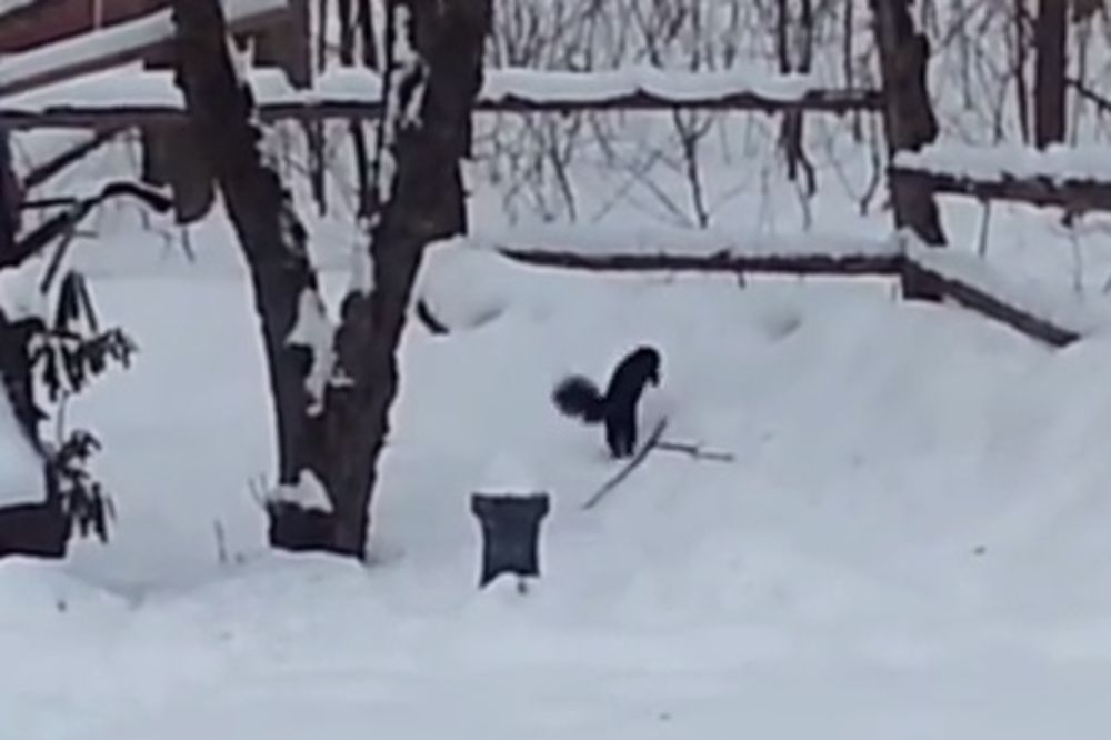 (VIDEO) OVO SIGURNO NIKAD NISTE VIDELI: Ovako izgleda kada se veverica napije!