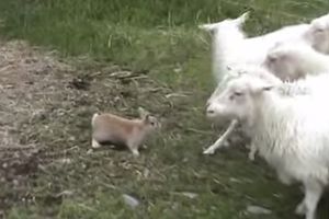 (VIDEO) UMISLIO DA JE PAS: Upoznajte zeku koji čuva ovce!