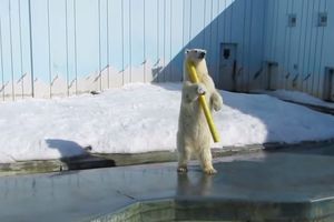 (VIDEO) NE OBRAĆAJTE PAŽNJU NA NJEGA: Ovaj polarni medved ima samo najbolji dan ikada!