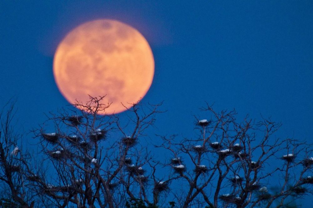TAJNA BRITANSKE PORODICE KOJA SE ČUVA VEKOVIMA Pojavljivanje Super Meseca 14. novembra nije slučajno