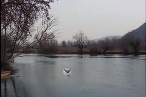 (VIDEO) Ovako izgleda kada Bosanac vidi sirenu u reci Uni!