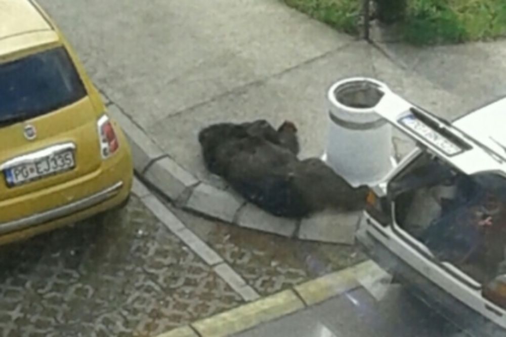 (FOTO) MISTERIJA: Otkud mrtav medved na pločniku u centru Podgorice