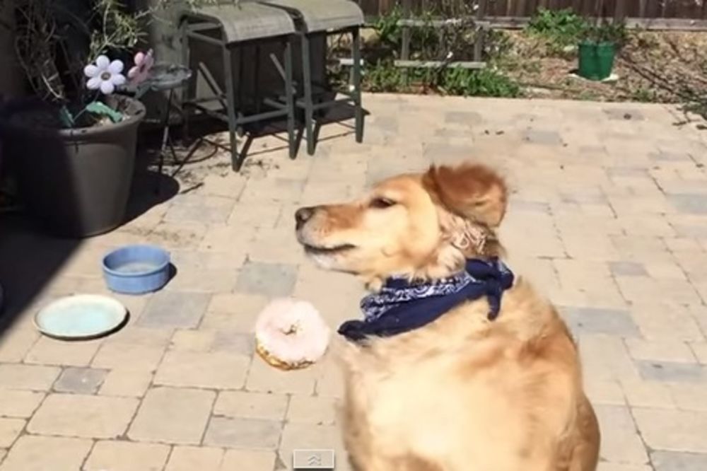 (VIDEO) URNEBESNO: Pas uči da hvata hranu, ali mu nikako ne ide!