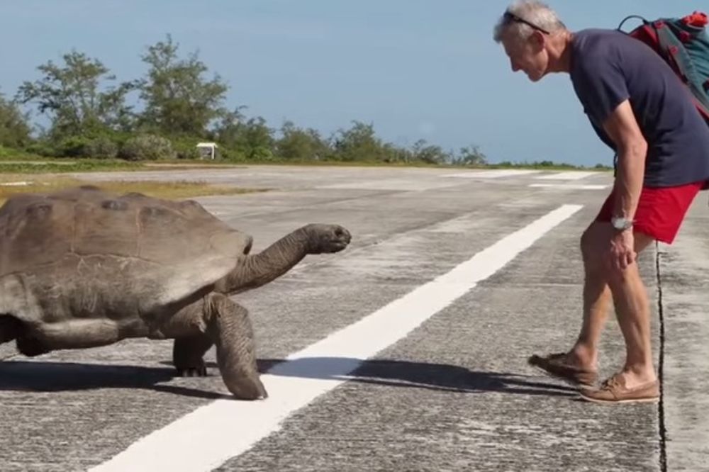 (VIDEO) ON JE STVARNO LJUT: Evo šta se desi kada kornjaču od 250 kg prekineš dok radi one stvari