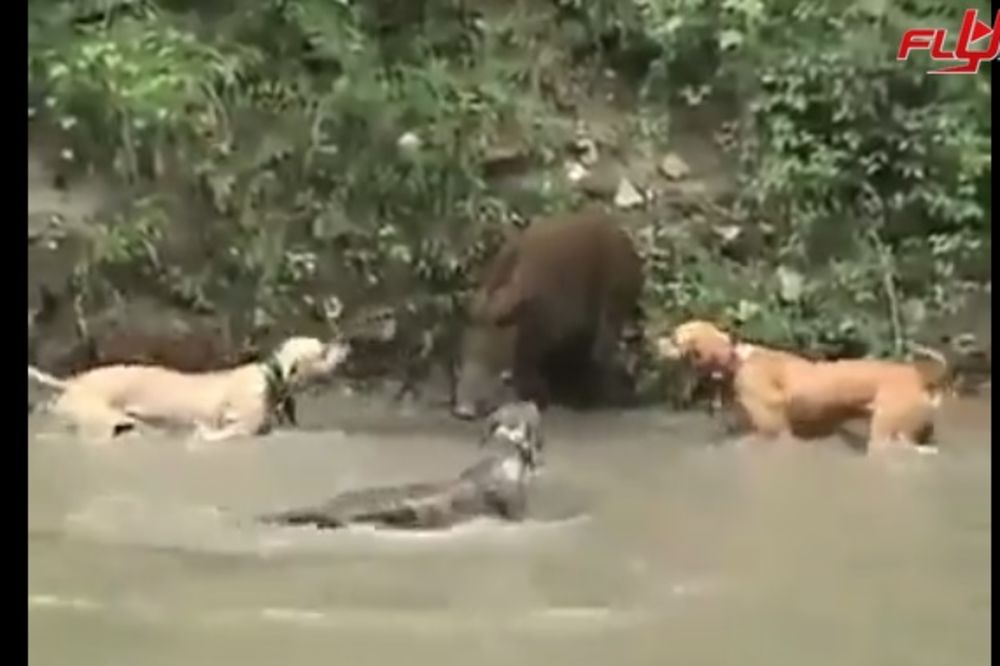 (VIDEO) NEUSTRAŠIV I OPASAN: 3 psa ne mogu da savladaju divlju svinju, pit bul je ubio u 1 sekundi