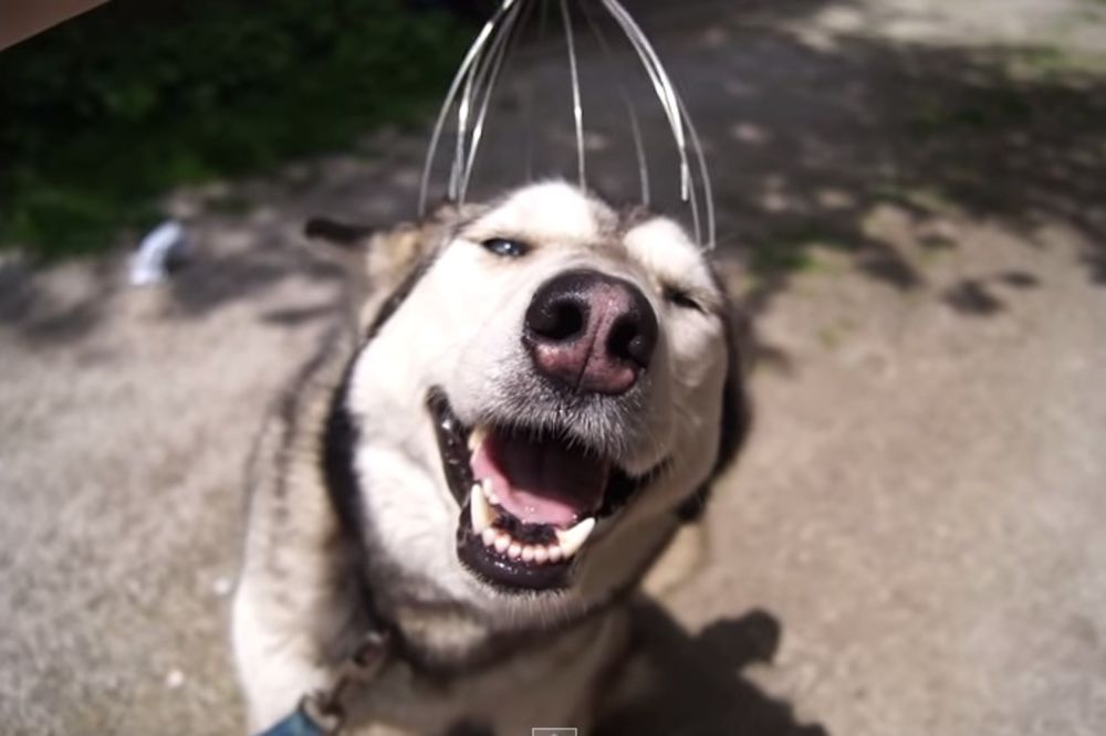 (VIDEO) TO SE ZOVE UŽIVANJE: Pogledajte kako ovaj pas uživa u češkalici za glavu