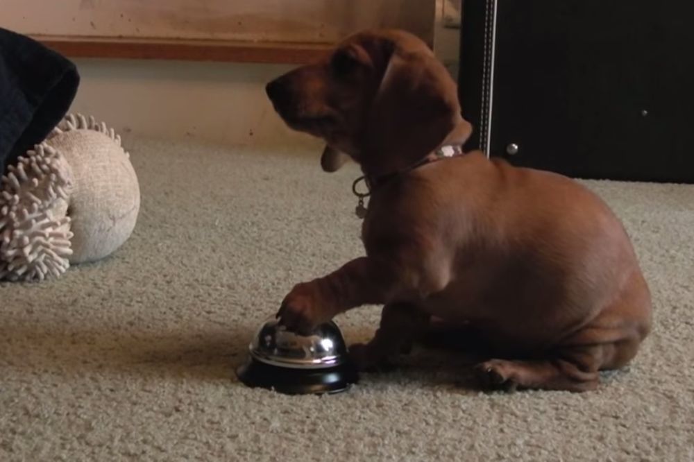 (VIDEO) KUCA PAMETNICA: Ovaj pas je inteligentniji od mnogih ljudi, pogledajte zašto
