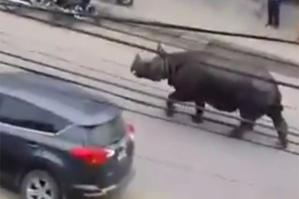 (VIDEO) ZVER DIVLJALA ULICAMA: Divlji nosorog ubio ženu usred grada u Nepalu