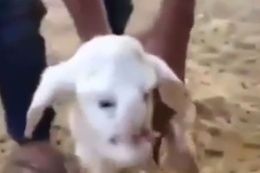 (VIDEO) JEZIVO ČUDO U RUSIJI: Rođena ovca sa ljudskim licem!