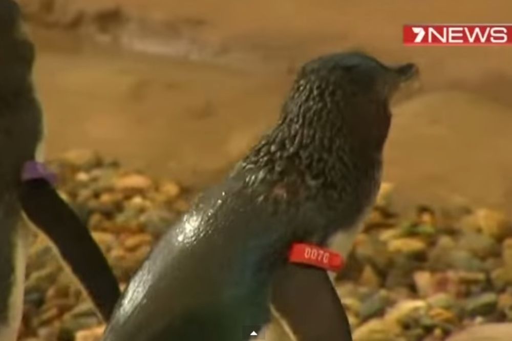 PRESELIO SE: Pingvin iz zoo vrta u Tbilisiju pronađen u Azerbejdžanu