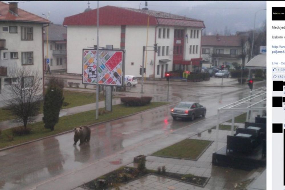 HIT NA FEJSBUKU: Medved na ulicama Pala izazvao paniku!