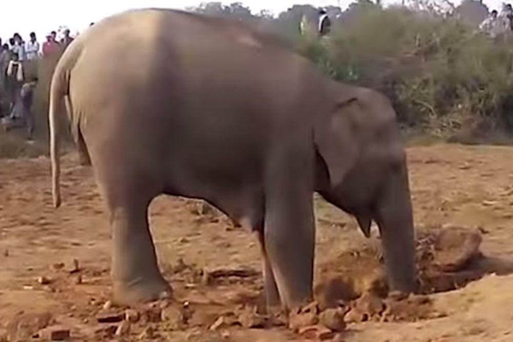 JEDNA JE MAJKA: Slonica je 11 sati pokušavala da izvuče slonče. Pogledajte kako se sve završilo