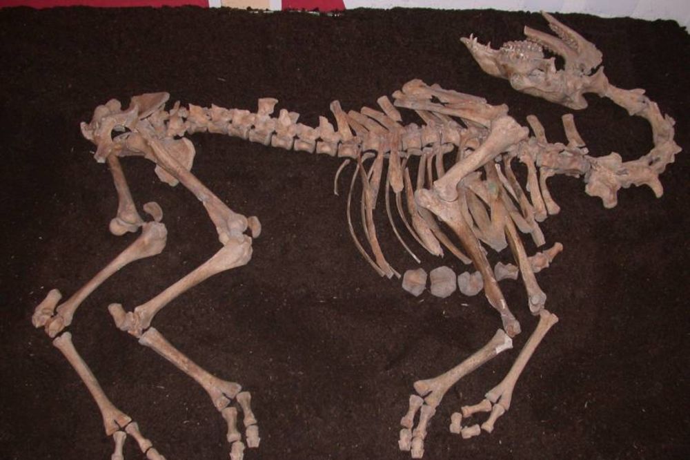 DOŠLE S OSMANLIJAMA: Skelet kamile iz 17. veka nađen u blizini Beča!
