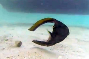 (VIDEO) NEVEROVATNO: Ovo je riba koja pliva iako nema telo!