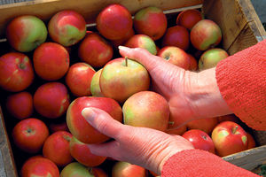 ŠTA SE NAJVIŠE PRODAVALO PROŠLE NEDELJE: Pojeli smo 211 tona jabuka