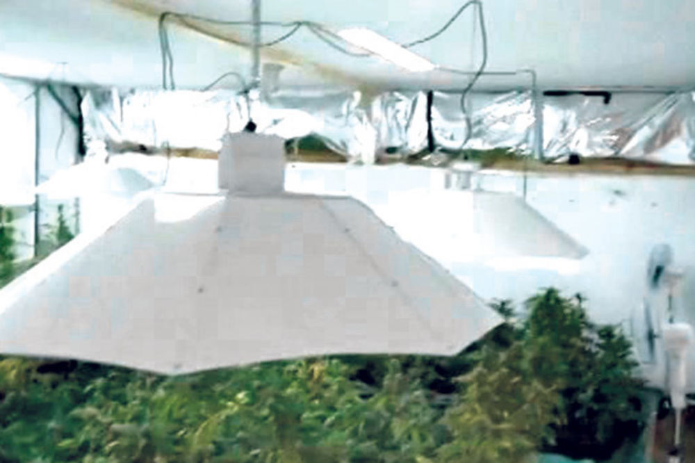 TRI PLANTAŽE OKO LESKOVCA: Policija otkrila oko 1.000 stabljika marihuane