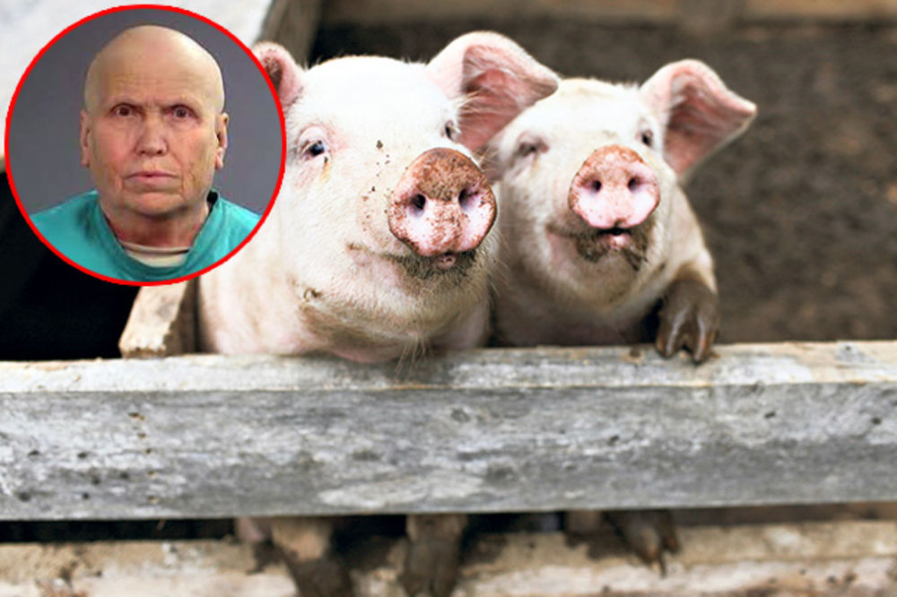 HLADNOKRVNI UBICA: Ubila svoje radnike i njima nahranila svinje!