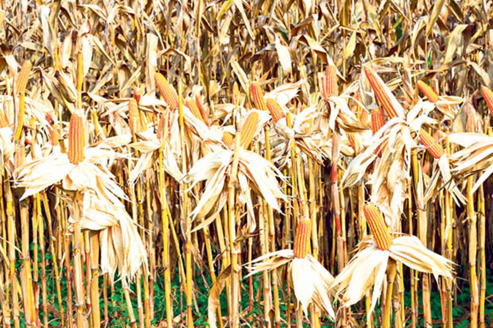 PRIVREDNA KOMORA: Suša opustošila njive, rod kukuruza i soje prepolovljen