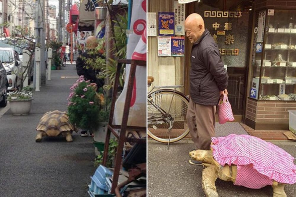 NEOBIČNI DRUGARI: Japanac i njegova džinovska kornjača šetaju svaki dan ulicama Tokija