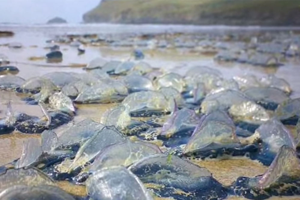 (VIDEO) INVAZIJA: Milijarde plavih morskih stvorenja na obalama Amerike