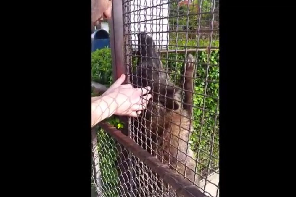 (VIDEO) OPASNO ILI LEPO? Kako se mazi vučica iz beogradskog zoološkog vrta sa posetiocima