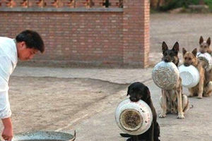 DISCIPLINA: Kineski policijski psi strpljivo čekaju u redu za obrok