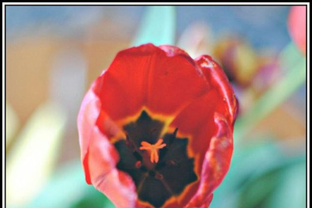 (FOTO) DA CELI SVET VIDI: Čitateljke Kurira, pošaljite nam sliku najlepšeg cveta iz vaše bašte!