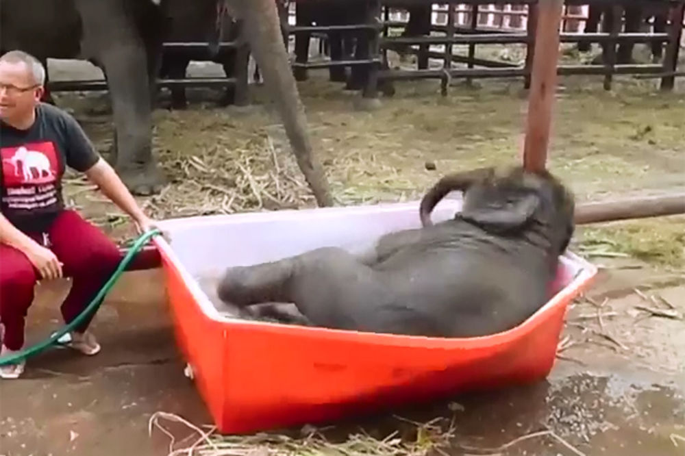 (VIDEO) NEMA ŠANSE DA SE NE NASMEJETE: Ovako slonče pokušava da uđe u kadu