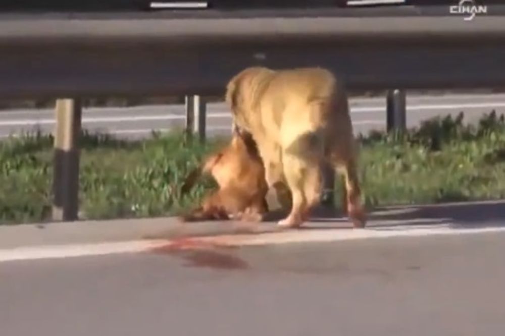OVAJ VIDEO ĆE VAM RAZORITI SRCE: Pas pokušava da spase pregaženog prijatelja